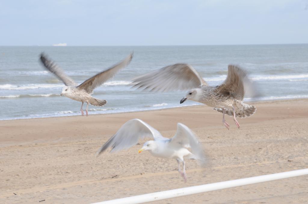- Silverbeach